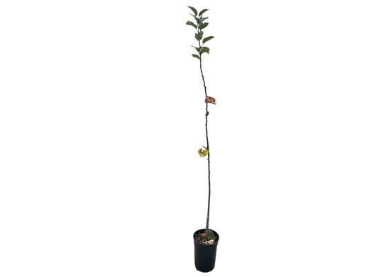 Manzana gallega "Príncipe". Manzana de Galicia