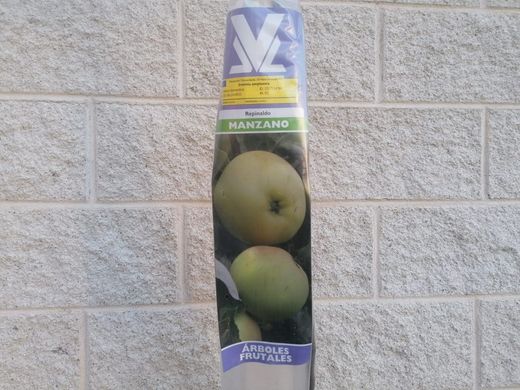 Manzana gallega 'Repinaldo', manzanos gallegos