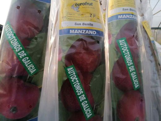 Manzana gallega 'San Benito', manzanas de Galicia
