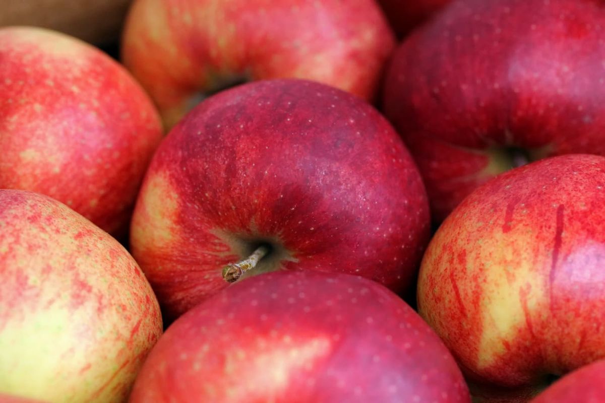 Manzana Jonagored - Árbol frutal de manzano En cepellón de 1 año. Podado a 95 cm de alto. Portainjerto MM-109