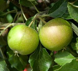 Manzana naranja de Cox