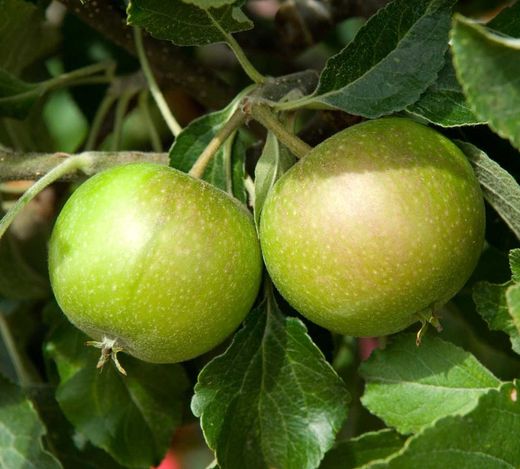 Manzana naranja de Cox