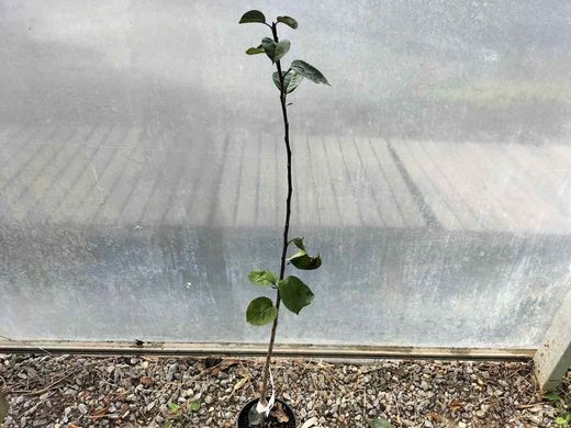 Manzana Tres en Rama. Manzanos autóctonos gallegos