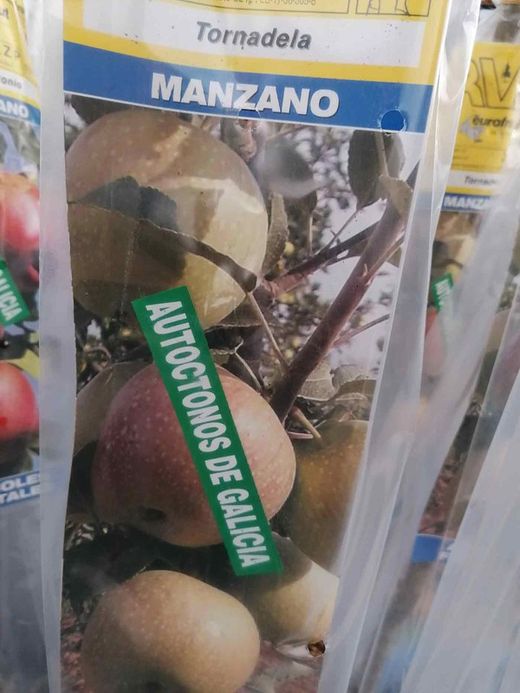 Manzanas gallegas 'Tornadela'. Manzanos de Galicia