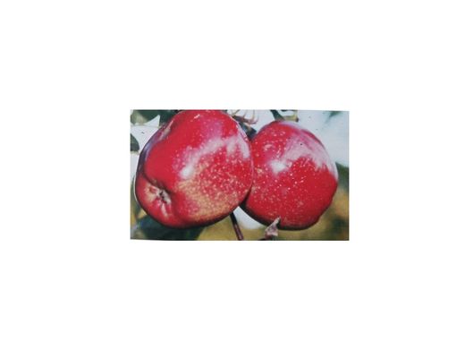 Manzano "Da Sega" - Frutal autóctono de Galicia