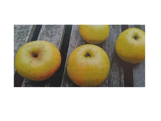 Manzano "De invierno de Curtis". Árbol frutal autóctono de Galicia