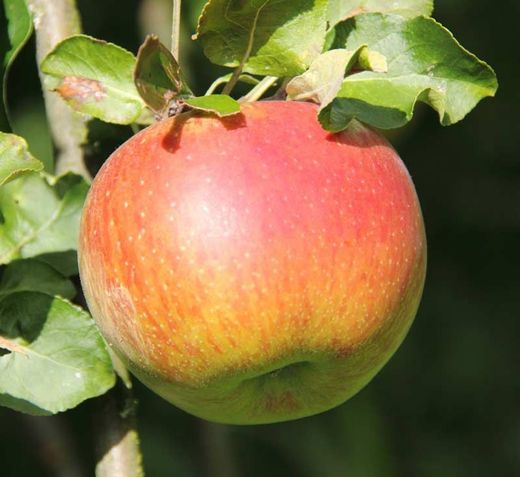 Manzano Fuji en bolsa 2L