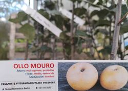 Manzano "Ollo mouro". Árbol frutal en maceta