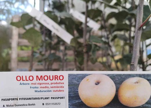 Manzano "Ollo mouro". Árbol frutal en maceta