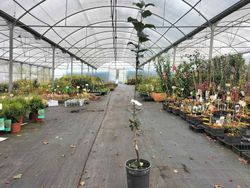 Manzano "Ollo mouro". Árbol frutal en maceta