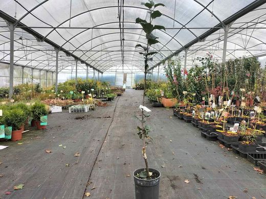 Manzano "Ollo mouro". Árbol frutal en maceta
