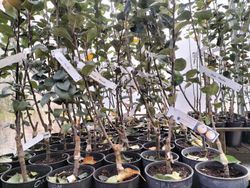 Manzano "Ollo mouro". Árbol frutal en maceta