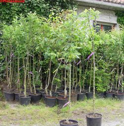 Manzano Red chief. Árboles frutales en maceta