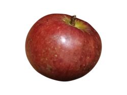 Manzano Reineta de gardar. Árbol frutal en maceta