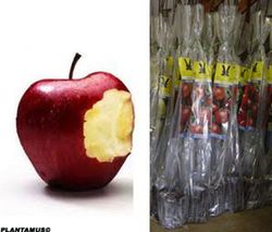 Pommier en chef rouge en motte