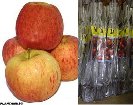 Pommier Royal Gala, arbre fruitier avec motte