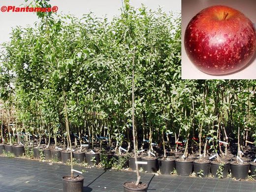 Pommier Sang de taureau. Arbre fruitier en pot