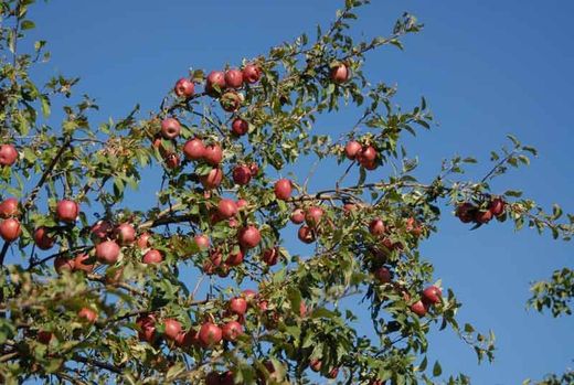 Manzano Starking en bolsa 2L