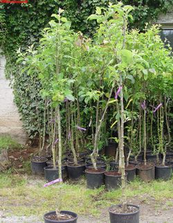 Pommier Granny Smith vert en pot