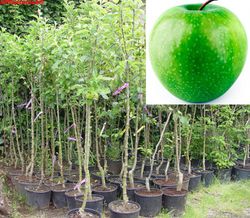 Pommier Granny Smith vert en pot