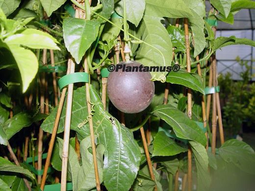 Maracujá, maracujá, emplastro, parchita