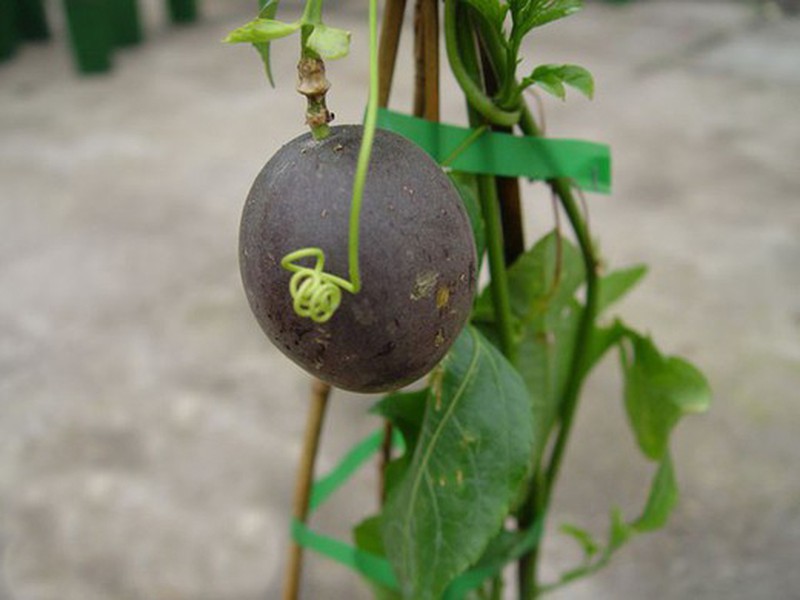 Fruits de la passion - Passiflora - Fruitiers en ligne