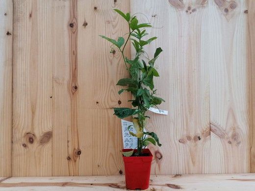 Maracujá, maracujá, emplastro, parchita