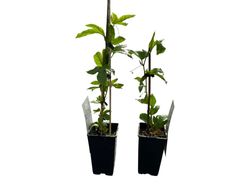 Maracujá, maracujá, emplastro, parchita