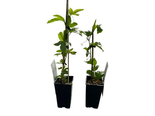 Maracujá, maracujá, emplastro, parchita