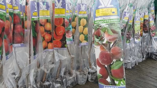 Melocotonero Sprincrest