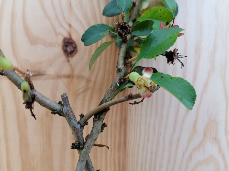 Membrillero del japón naranja, Chaenomeles japonica Sargentii — Plantamus  Vivero online