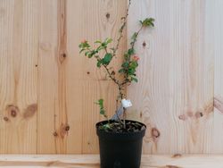 Marmelo japonês, Chaenomeles japonica Sargentii