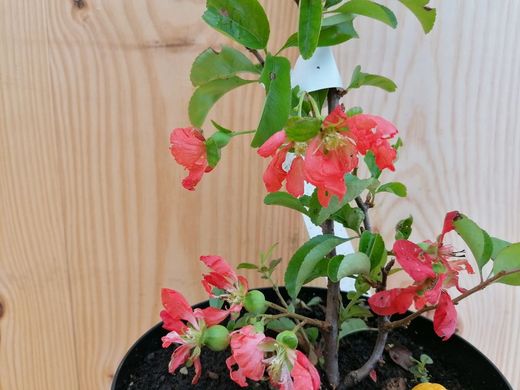 Membrillero del japón rojo sandía, Chaenomeles superba Texas Scarlet