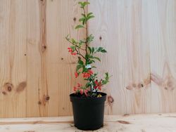 Membrillero del japón rojo sandía, Chaenomeles superba Texas Scarlet