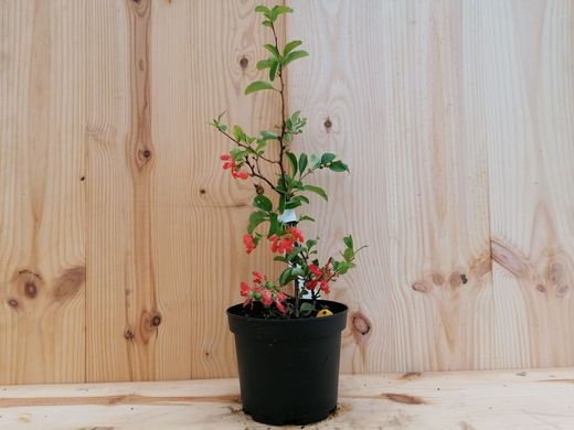 Membrillero del japón rojo sandía, Chaenomeles superba Texas Scarlet