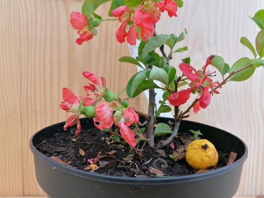 Membrillero del japón rojo sandía, Chaenomeles superba Texas Scarlet