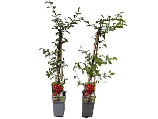 Membrillero del japón rojo sandía, Chaenomeles superba Texas Scarlet