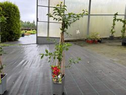 Membrillero del japón rojo sandía, Chaenomeles superba Texas Scarlet