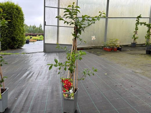 Membrillero del japón rojo sandía, Chaenomeles superba Texas Scarlet
