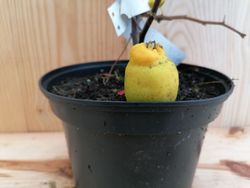 Marmelo japonês branco, Chaenomeles speciosa nivalis