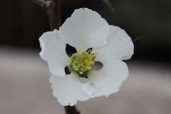 Marmelo japonês branco, Chaenomeles speciosa nivalis