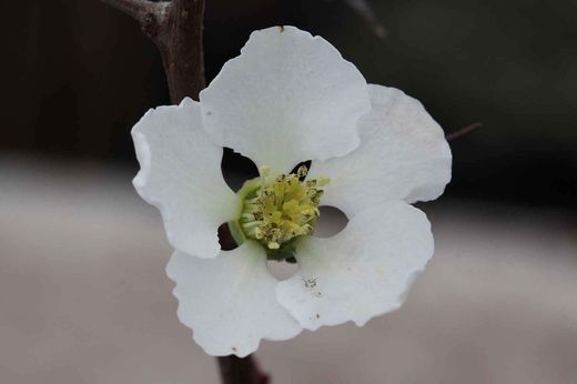 Marmelo japonês branco, Chaenomeles speciosa nivalis
