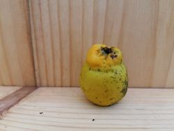 Marmelo japonês branco, Chaenomeles speciosa nivalis