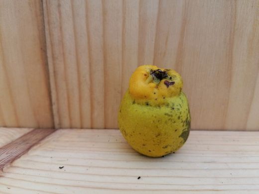 Marmelo japonês branco, Chaenomeles speciosa nivalis