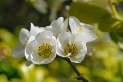 Marmelo japonês branco, Chaenomeles speciosa nivalis