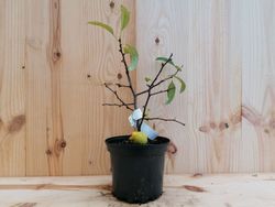 Marmelo japonês branco, Chaenomeles speciosa nivalis