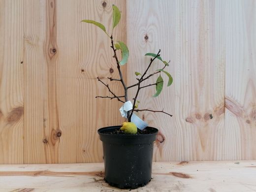 Marmelo japonês branco, Chaenomeles speciosa nivalis