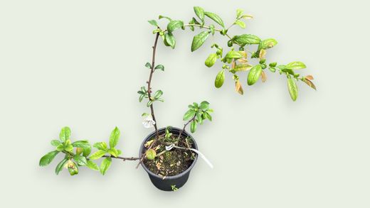 Membrillero japonés blanco, Chaenomeles speciosa nivalis