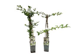 Marmelo japonês branco, Chaenomeles speciosa nivalis