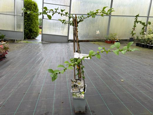 Marmelo japonês branco, Chaenomeles speciosa nivalis